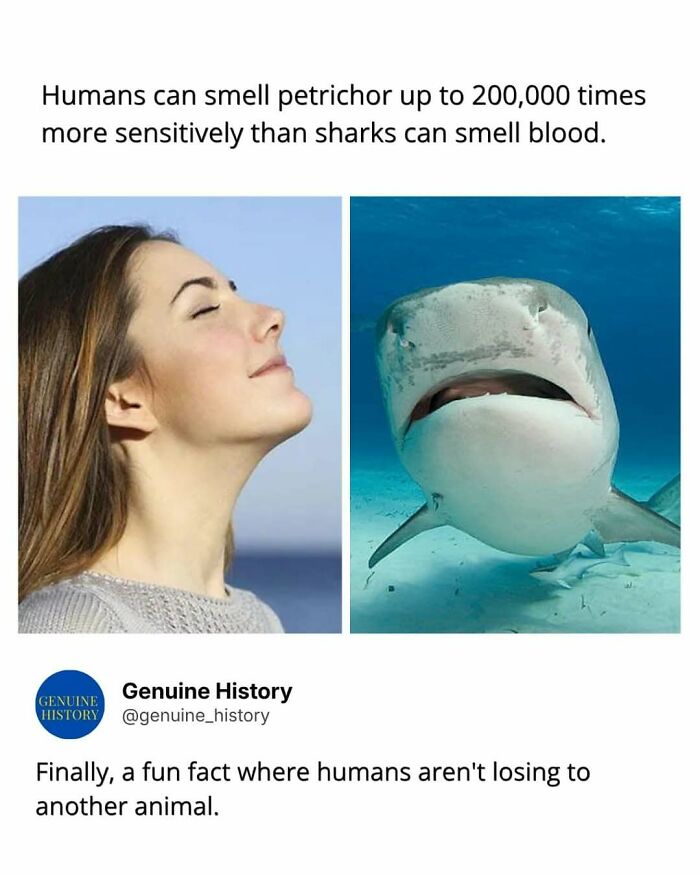A split image of a woman smelling and a shark underwater, a fascinating fact that might change how you see the world.