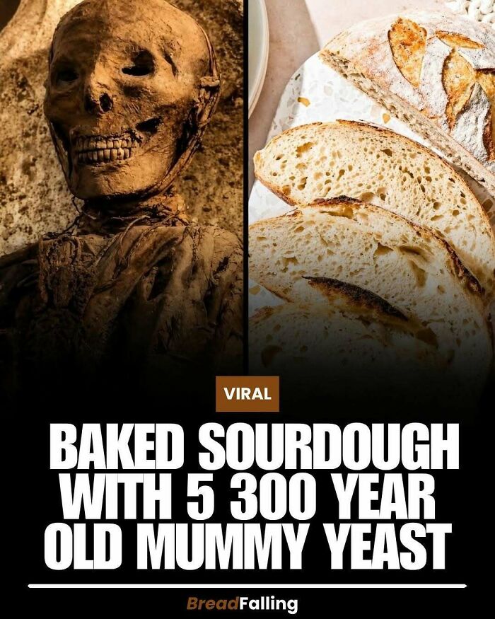A mummy's skull next to sourdough bread, an interesting fact about ancient yeast for productive scrolling.