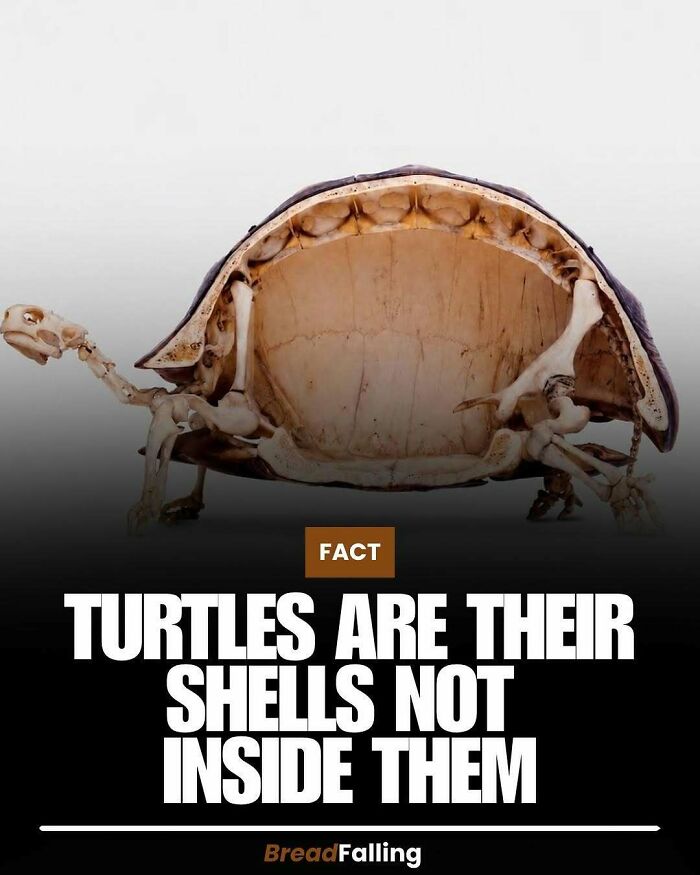 A turtle skeleton with its shell cut open, illustrating interesting facts about how turtles are their shells.