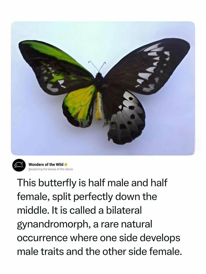 A rare gynandromorph butterfly, half male and half female, an interesting fact for animal lovers.