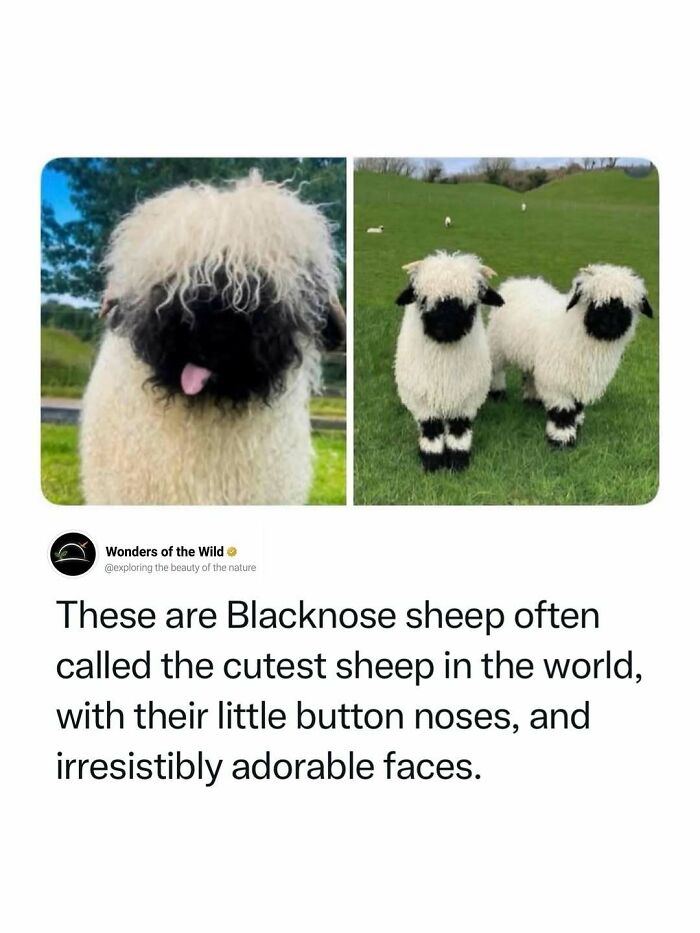 Valais Blacknose sheep, known as the cutest sheep, presenting interesting facts for animal lovers.