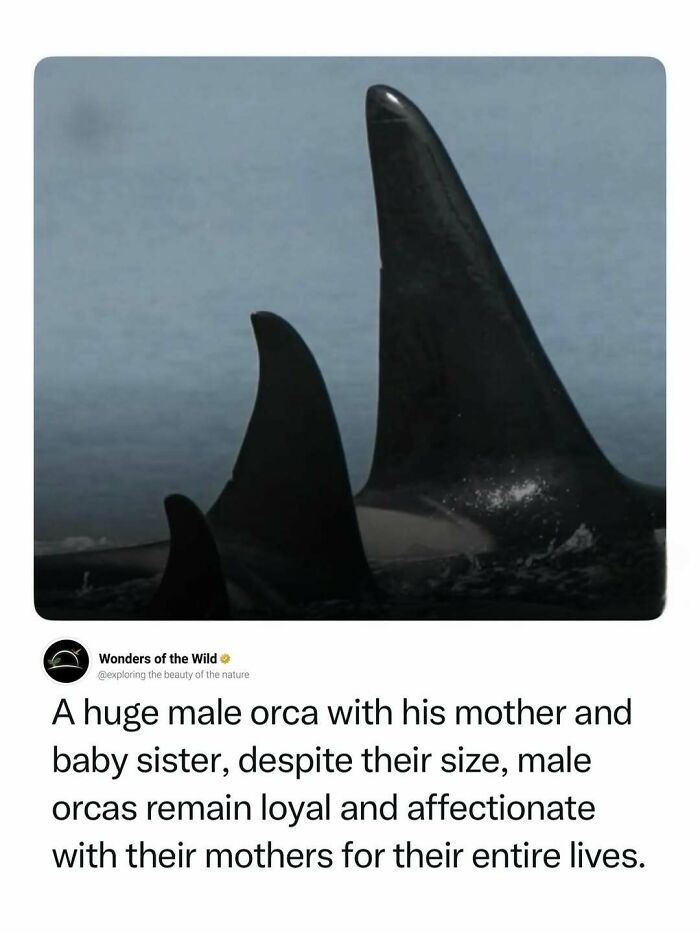 A huge male orca, his mother, and baby sister, illustrating fascinating animal facts and loyalty.