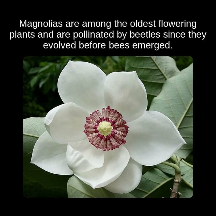 A beautiful white magnolia flower, showcasing unseen facts about ancient flowering plants.