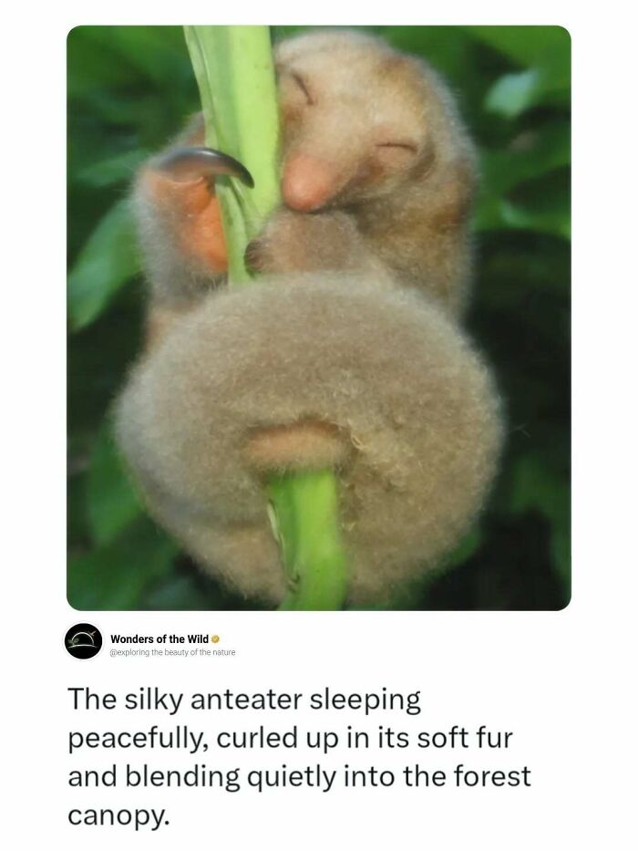 A silky anteater sleeping peacefully on a branch, illustrating fascinating animal facts.