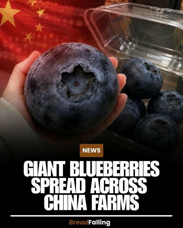 A hand holding a giant blueberry with a Chinese flag background, showing interesting facts for productive scrolling.