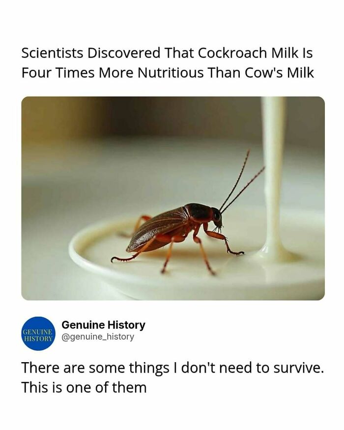 A cockroach near a drop of milk, illustrating a fascinating fact about its nutritional value.