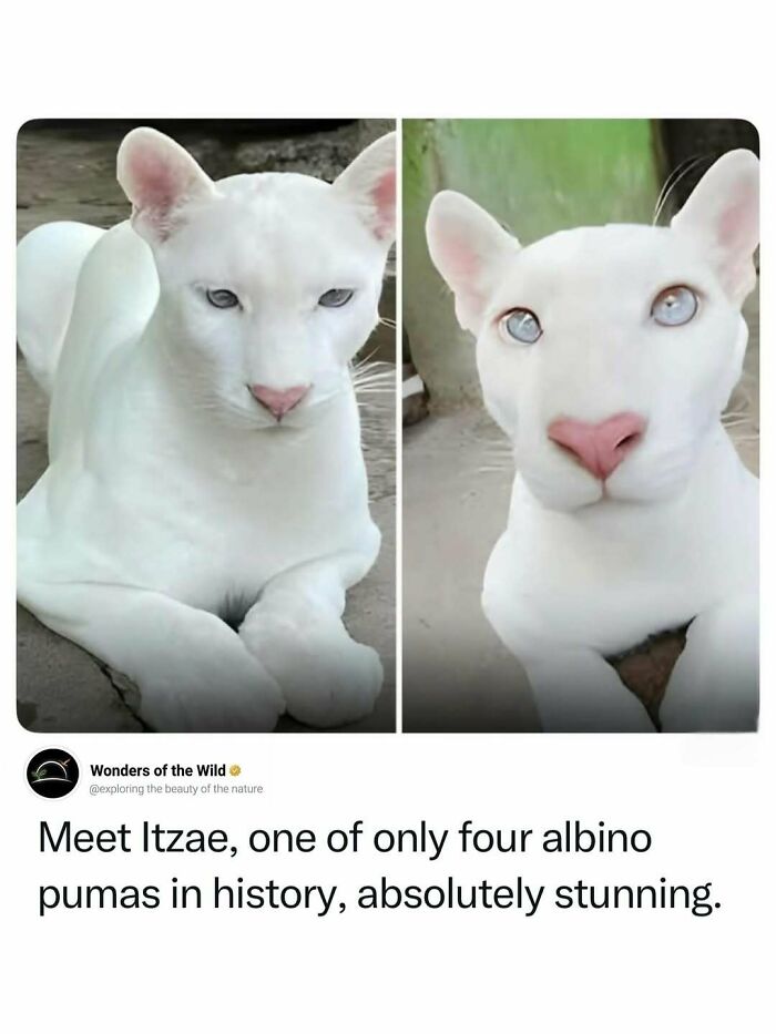 A stunning albino puma, Itzae, one of only four in history, showcasing interesting facts for animal lovers.