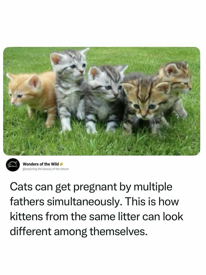 Five adorable kittens in various colors, showcasing interesting facts for animal lovers.