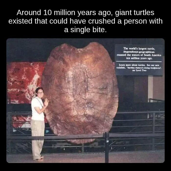 A person stands next to a gigantic turtle shell, highlighting unseen facts about ancient giant turtles.