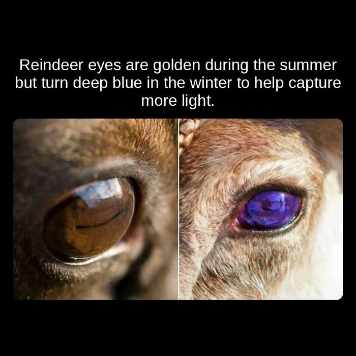 Close-up of a reindeer's golden eye in summer and deep blue eye in winter, an unseen fact about animal adaptation.