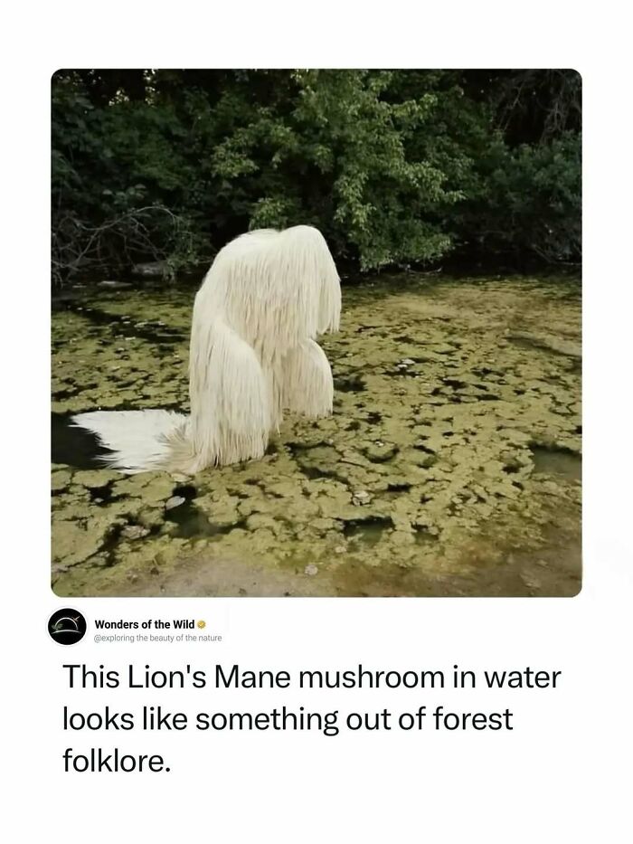 A Lion's Mane mushroom resembling a creature in water, highlighting interesting facts for animal lovers.