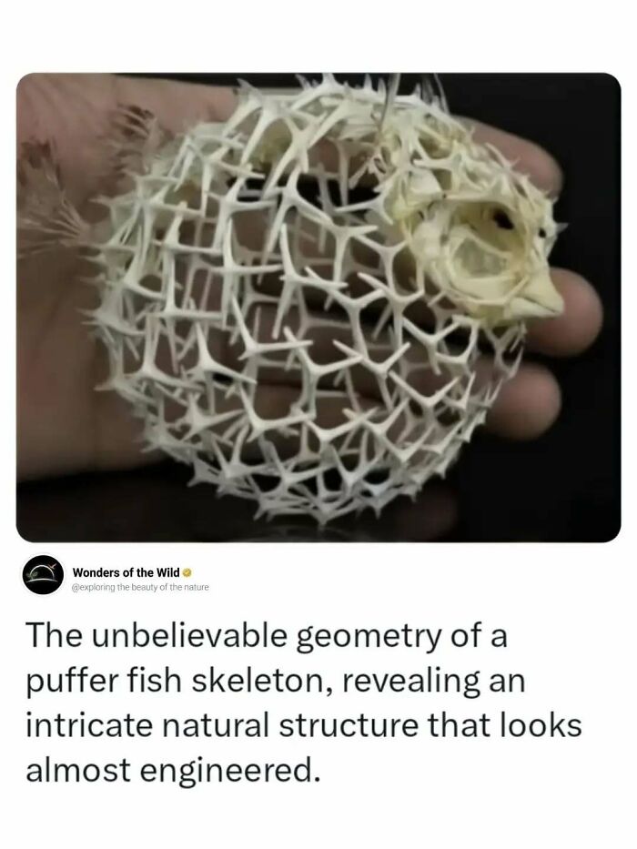 An intricate puffer fish skeleton, highlighting interesting facts about animal lovers.