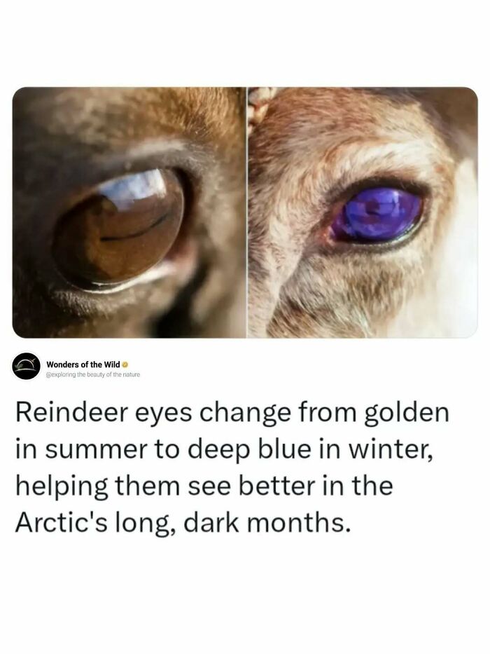 Reindeer eyes changing from golden to deep blue, a fascinating fact for animal lovers.