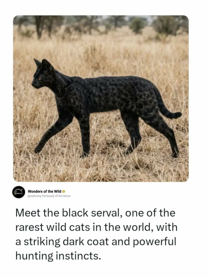 A rare black serval, one of the wild cats, displaying fun animal facts.