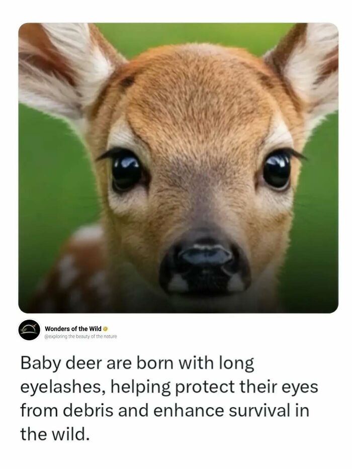 Close-up of a baby deer with long eyelashes, a fun fact about animal lovers.