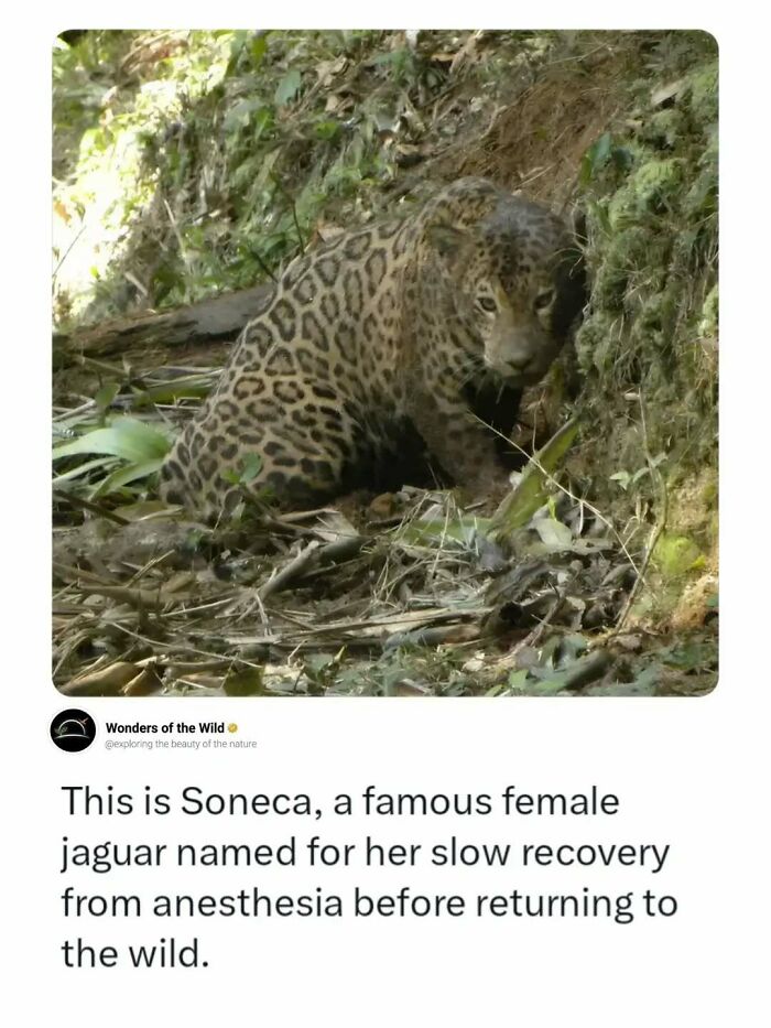 Soneca, a female jaguar, recovering in the wild, a fact that might delight animal lovers.