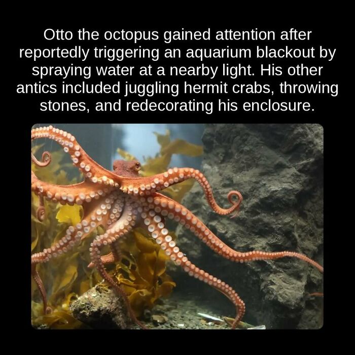 Otto the octopus in an aquarium, displaying unseen facts about its playful and disruptive behavior.
