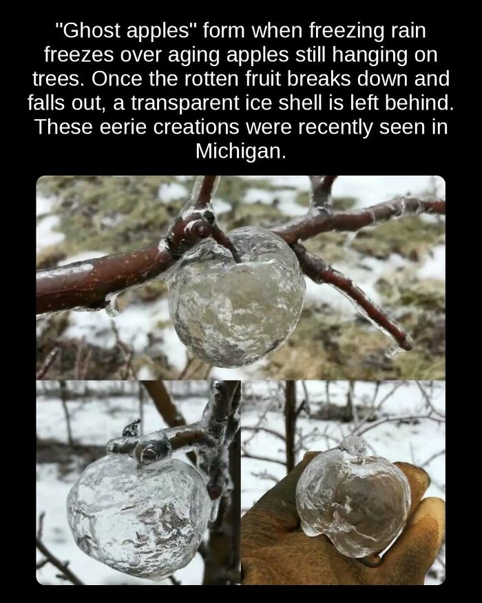 A photo collage showing a transparent ice shell around an apple on a branch, an unseen fact about ghost apples.