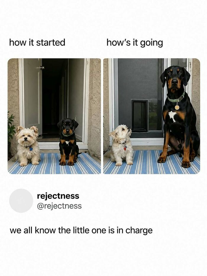 A random meme showing the growth of two dogs, from puppies to adults, humorously suggesting the small one is in charge for a quick laugh.