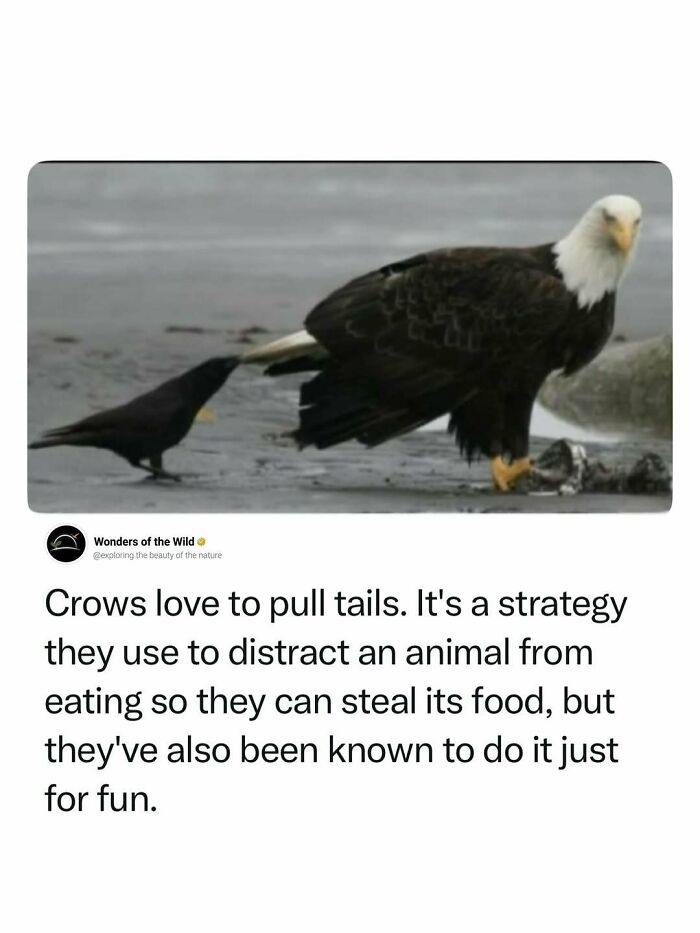 Crow pulling the tail of an eagle, showcasing interesting animal facts and behaviors for animal lovers.
