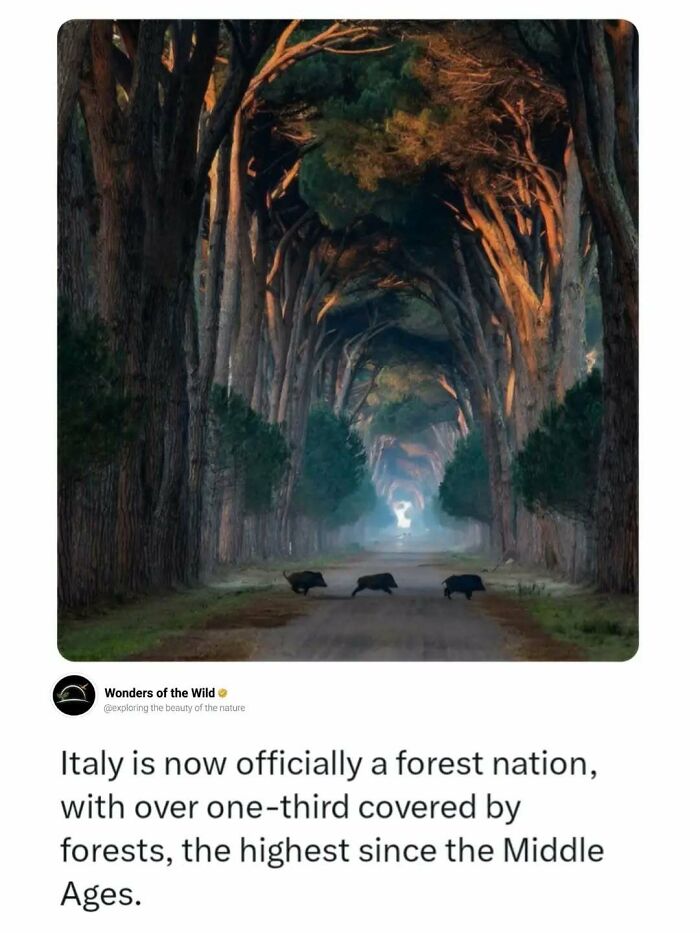 Wild boars walking on a dirt road in a forest, showcasing fun facts about animals.