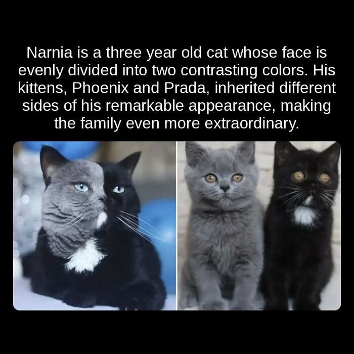 A cat named Narnia with a two-toned face and its kittens, Phoenix and Prada, showcasing an unseen fact of unique genetics.
