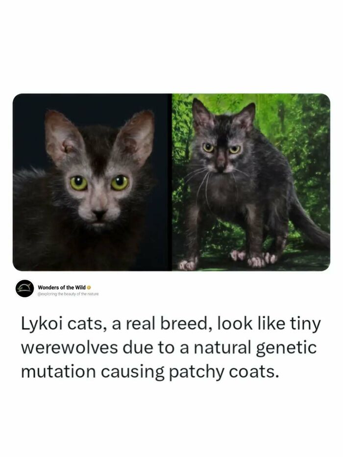 Lykoi cats, a real breed resembling tiny werewolves due to a genetic mutation, delighting animal lovers.
