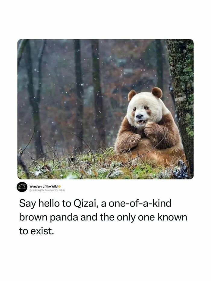 Qizai, a unique brown panda, highlighting interesting animal facts and the diversity for animal lovers.