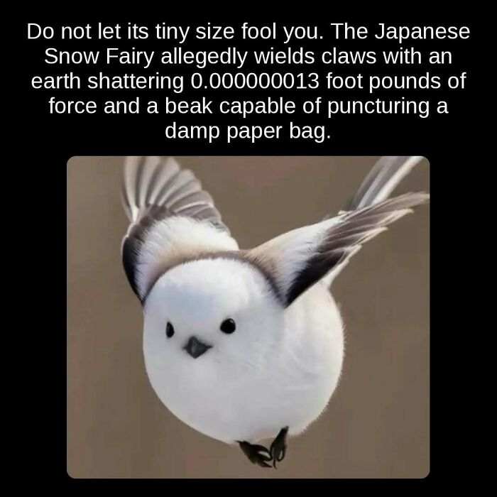 A tiny, fluffy Japanese Snow Fairy bird in flight, showcasing unseen facts about its surprising strength and beak.