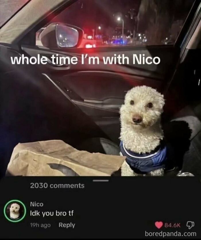 A cringe post of a dog in a car, humorously mistaken for 'Nico'.