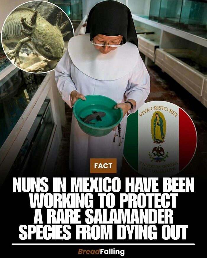 A nun holds a salamander, highlighting the interesting facts about rare species protection for productive scrolling.