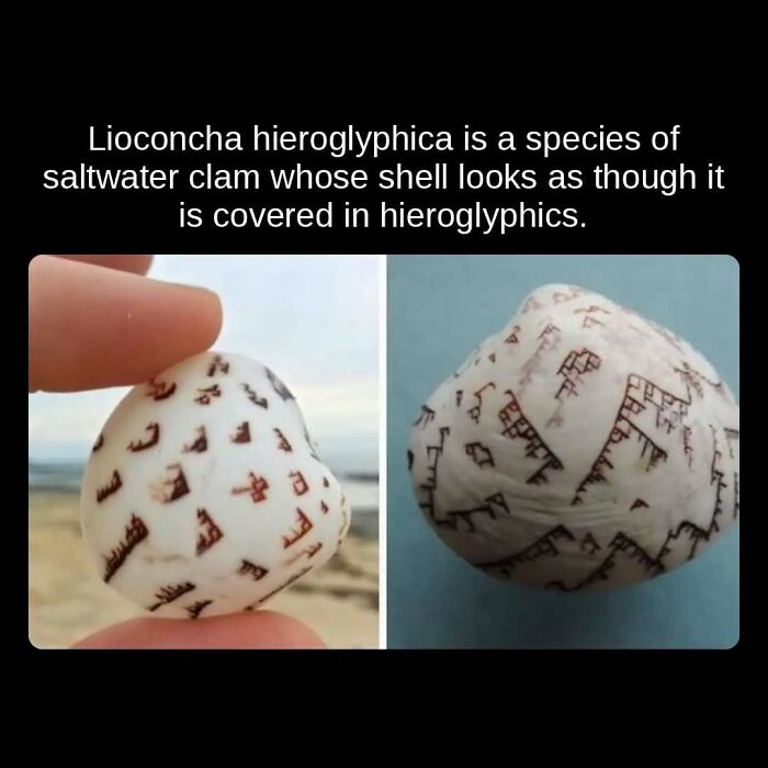 Close-up of a Lioconcha hieroglyphica saltwater clam shell with hieroglyphic patterns, an unseen fact.