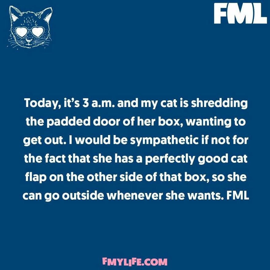 A ridiculous confession about a cat shredding her box despite having a cat flap.