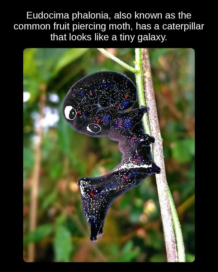 A caterpillar resembling a tiny galaxy, showcasing unseen facts about insect life.