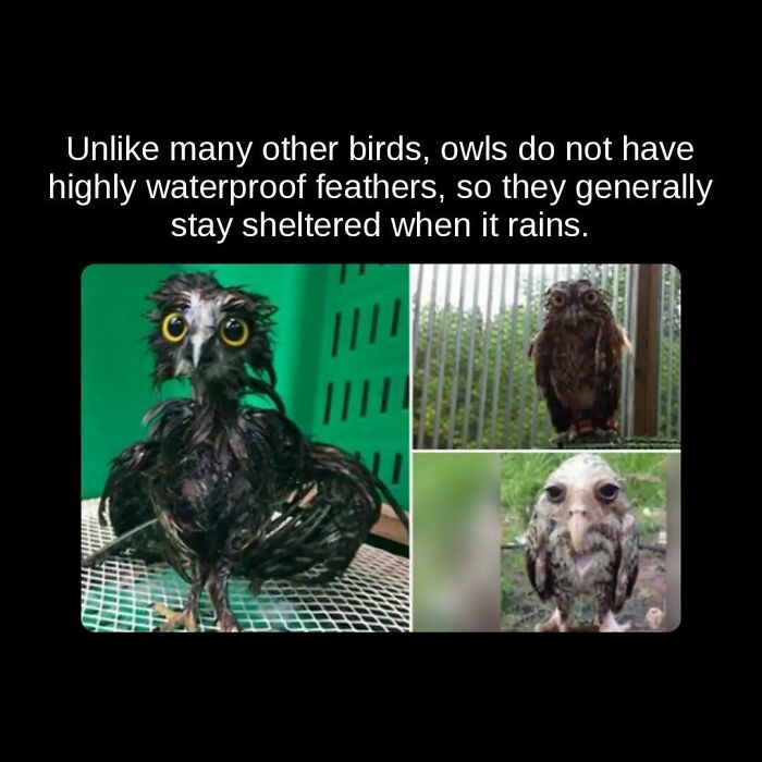 A collage of three wet owls, looking bedraggled, revealing unseen facts about owl feathers and rain.