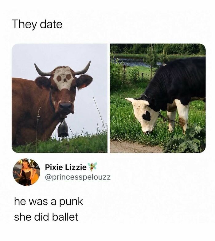 A split image meme of two cows, one brown with a heart-shaped patch and one black and white with a heart-shaped patch.