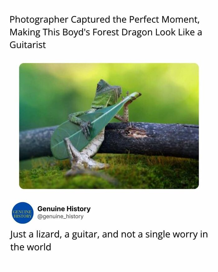 A Boyd's Forest Dragon lizard appears to play a leaf like a guitar, a fascinating fact changing how you see the world.