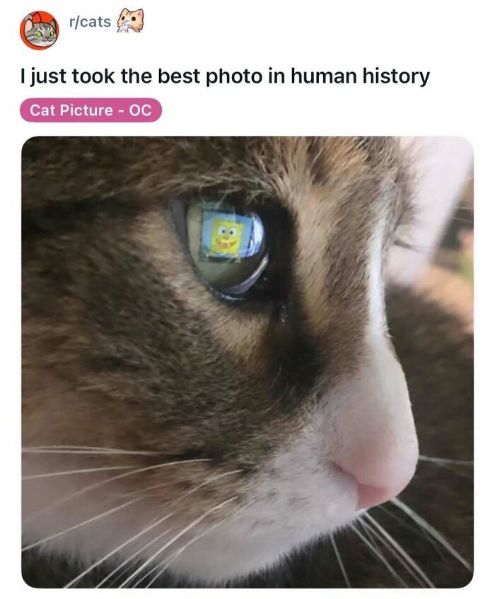 A close-up of a cat's eye reflecting Spongebob Squarepants on a screen, making for a funny cat photo and a quick laugh.