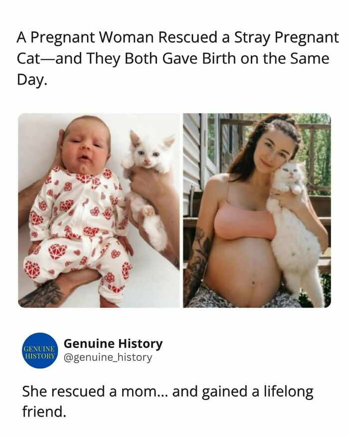 Two images: a baby and kitten, and a pregnant woman with a cat, a fascinating fact changing how you see the world.