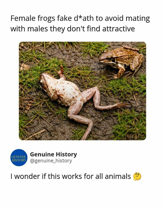 Image of a frog playing d**d next to another frog, illustrating a fascinating fact about animal behavior.