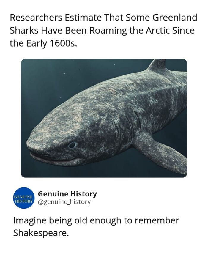 Fascinating facts: A Greenland shark roams the Arctic, showcasing amazing longevity and a long lifespan.