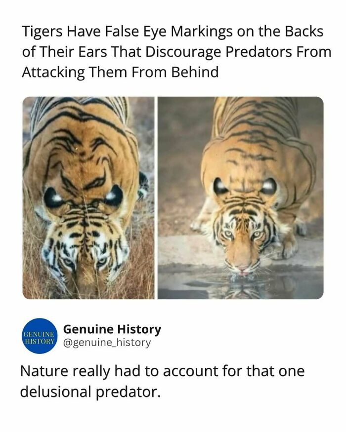 Tigers with false eye markings on ears, a fascinating fact for predator deterrence.