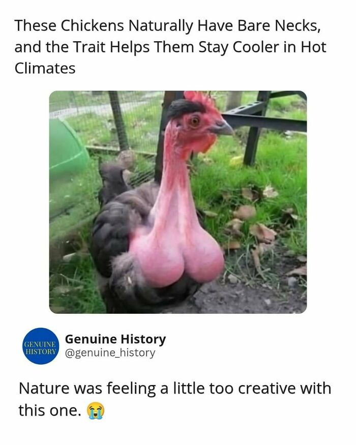 A bare-necked chicken standing in grass, illustrating a fascinating fact about animal adaptations in hot climates.