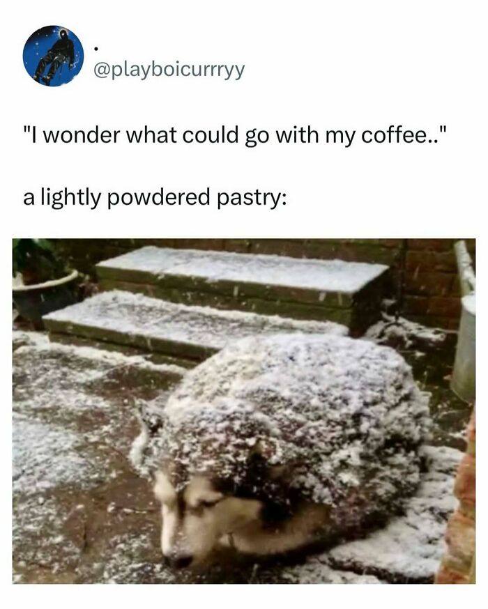 A random meme of a husky covered in snow, comparing it to a lightly powdered pastry for a quick laugh.