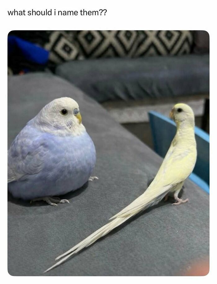 A meme with a round, fluffy blue parakeet and a slender yellow parakeet, perfect for a quick laugh.