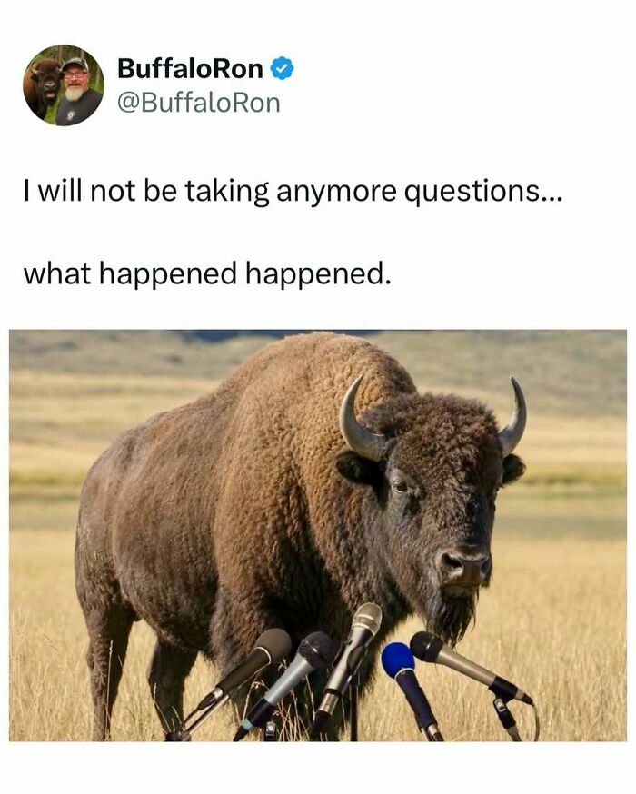 A meme of a bison at a press conference, providing a quick laugh.