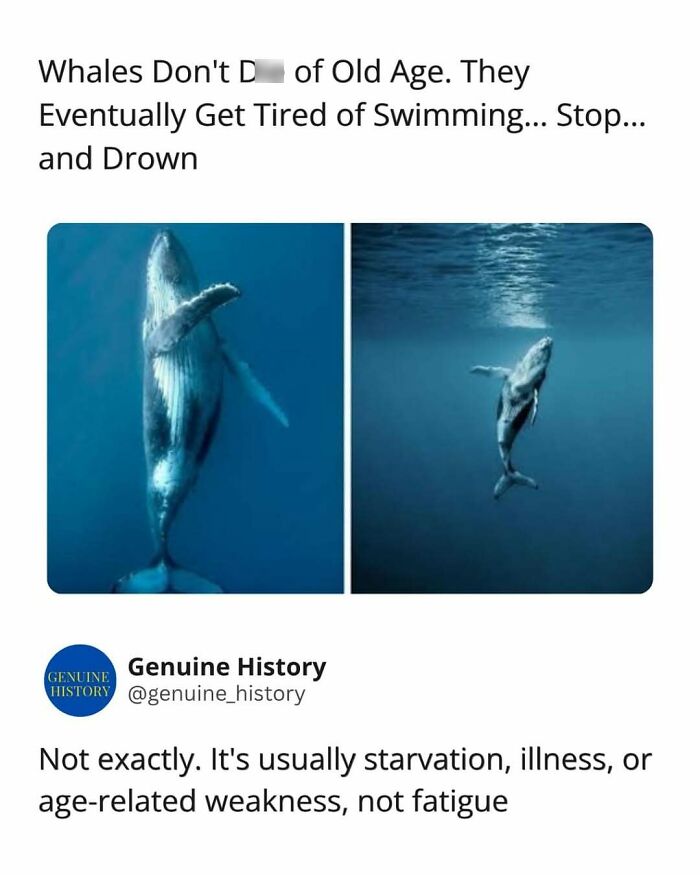 A fascinating fact: two images of whales swimming, alongside text debunking a common myth about their lifespan.