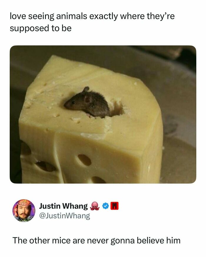 A humorous meme featuring a small mouse nestled inside a block of cheese, providing a quick laugh.