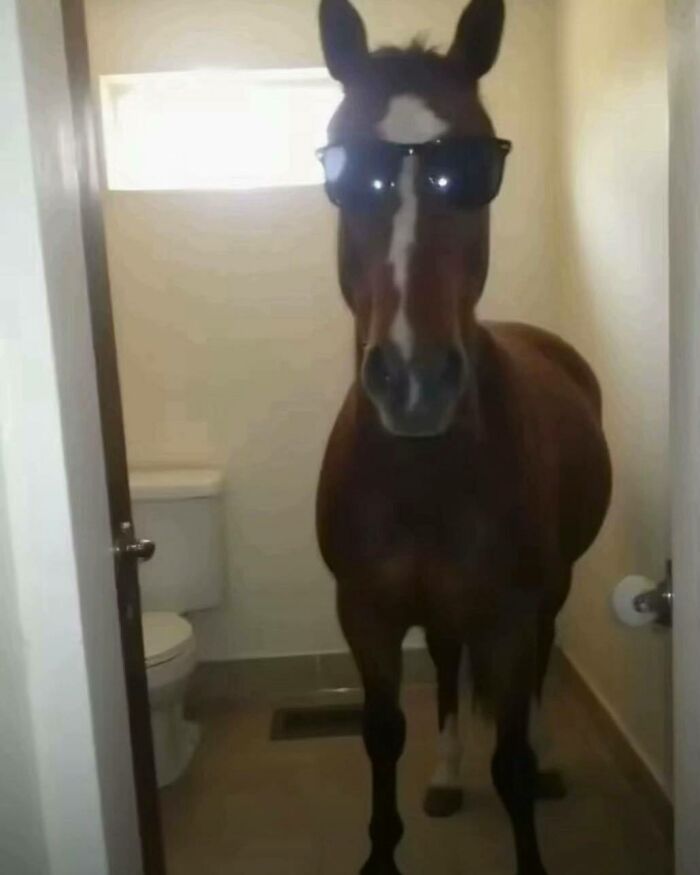 A horse wearing sunglasses standing in a bathroom, a cringe meme.
