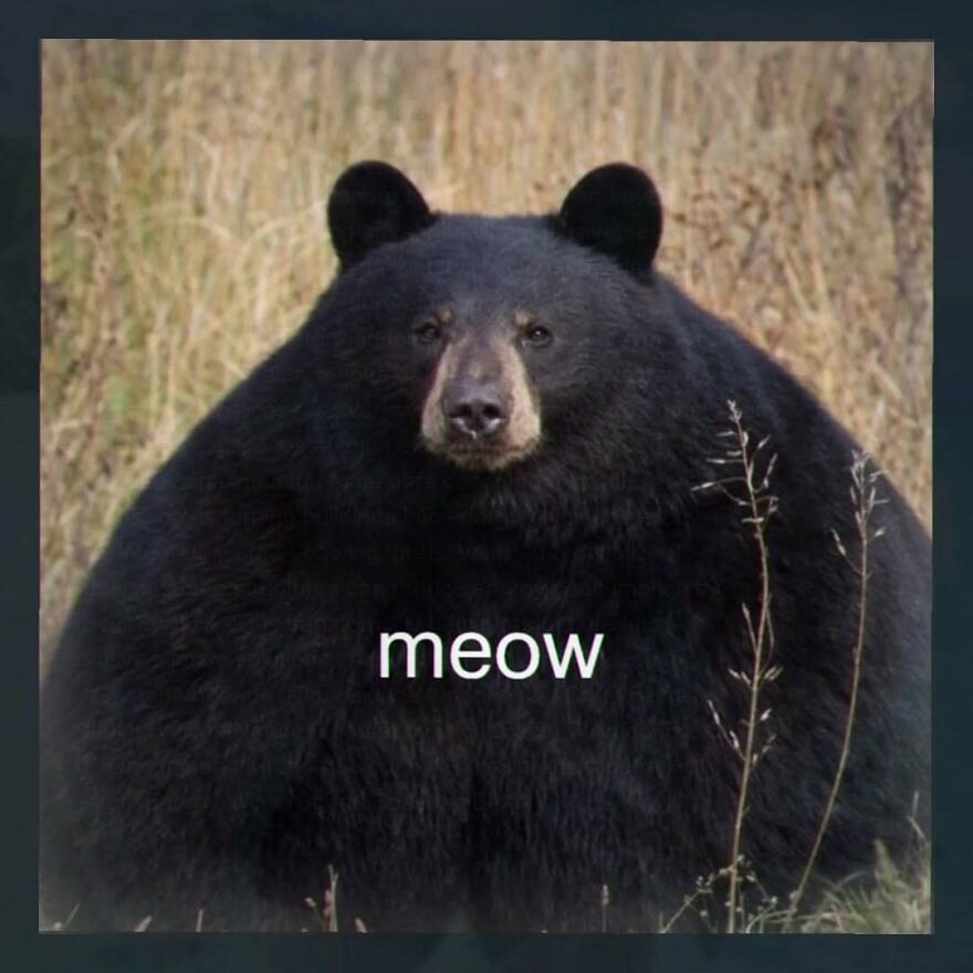Funny screenshot of a large black bear with meow text, highlighting weird people on the internet.